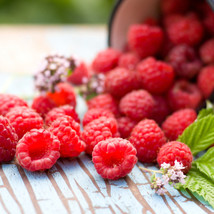 300 seeds Heritage Red Raspberry Plant Quick Grow Quick - £6.92 GBP