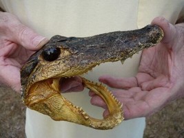 (G-Def-61) 6-1/8&quot; Deformed Gator Alligator Aligator Head Teeth Taxidermy Weird - £55.29 GBP