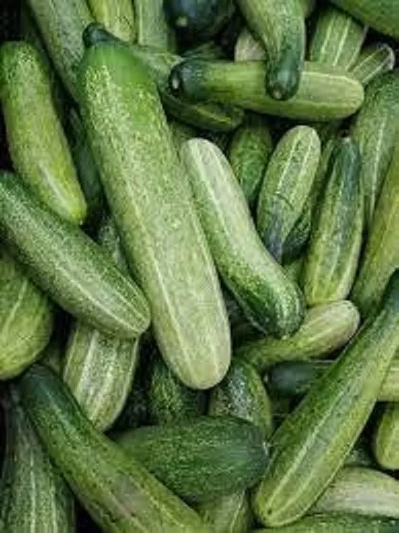 25 Seeds Alaska Cucumbers - £7.87 GBP