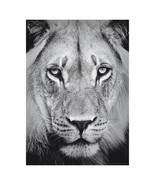 Lion Portrait Poster A3 42x29cm BLPA3P46 Big Pride Cat King Head Photo P... - $17.58 CAD