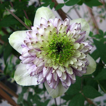 White Green Clematis Seeds Potted Clematis Climbing Flower Seeds 100 Seeds  - £23.16 GBP