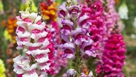 USA SELLER Tetra Snapdragon Mix 100 Seeds Fresh New - £14.27 GBP