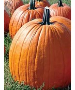 20 BIG MAX PUMPKIN SEEDS / 100+ POUNDS / HUGE / FRESH FOR GARDENS - €2,26 EUR