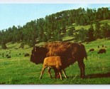 Buffalo IN Stato Park Black Hills South Dakota SD Unp Non Usato Cromo Ca... - $3.03
