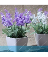 100 Pcs Bag French Provence Lavender Very Fragrant Organic Lavender Plan... - $14.90