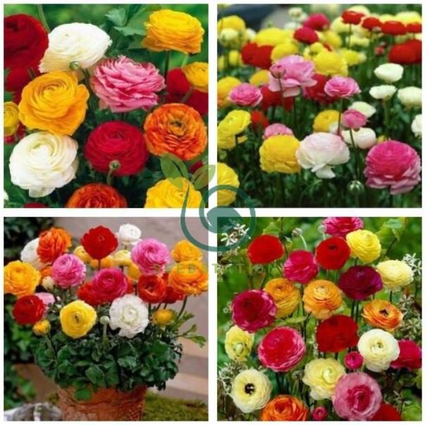 Seti Ranunculus Ranunculus Seed Ranunculus Asiaticus Flowers 40 Seeds - Home & Garden