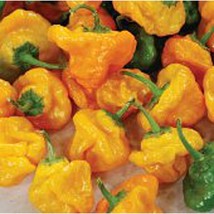 USA SELLER Scotch Bonnet Hot Peppers Yellow Strain 6 Seeds Fast Shipping - £7.72 GBP