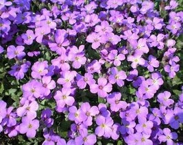 500 Purple Rockcress Rock Cress Aubrieta Deltoidea Flower Seeds Fresh Usa Seller - £7.80 GBP