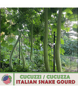 Grow In US 10 Cucuzzi Italian Snake Gourd Seeds Cucuzza Heirloom Non-Gmo - £7.97 GBP