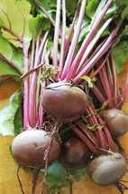 250 Detroit Dark Red Beet Heirloom Beta Vulgaris Vegetable Seeds USA Shipping - $14.20