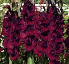 5 Or 10 Gladiolus Espresso Bulbs burgundy-red Flowers Free Shipping !!!!!!! - £8.55 GBP+