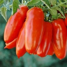 50 Seeds of San Marzano Tomato NONGMO Heirloom Determinate - £8.12 GBP