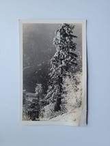 Vintage RPPC Postcard Snow Capped Pine Tree Winter Sentinel 1939 Winter Forest - £10.46 GBP