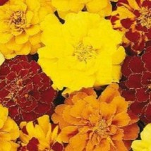 Fast Ship USA Seller 50 Marigold French Durango Mix Seeds - £13.92 GBP