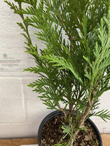 Green Giant 2-3' trade gallon Arborvitae Thuja plicata image 3