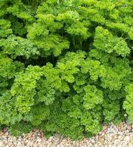 SHIP FROM US 33,000 Parsley Triple Moss Curled Seeds, ZG09 - $33.16