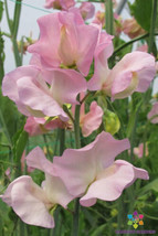 50 Alisa Sweet Pea Seeds - $9.99