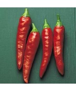 MBK 50 Apple Blossom Phlox Seeds Flower Perennial Seed Flower Fast Ship - $23.94 CAD