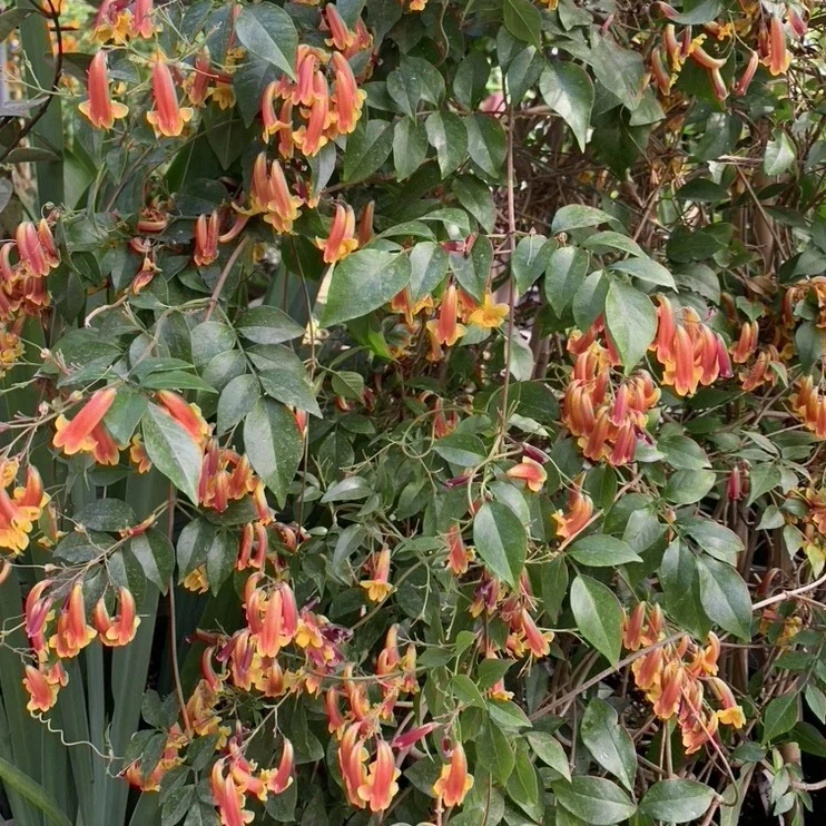 15+ seeds Pandorea Golden Showers  house plant  garden flowers - $6.94