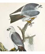 Mississippi Kite Bird Print 1946 Color Art John James Audubon Nature DWV2E - $55.48 CAD
