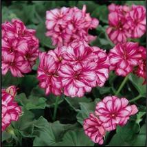 25+ Precision Burgundy Ice Ivy Leaf Geranium Seeds – Trailing Blooms - $16.50