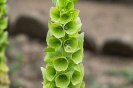 Sell Store 150 Bells Of Ireland Moluccella Laevis Lady In Bathtub Green Shell Fl - $9.99