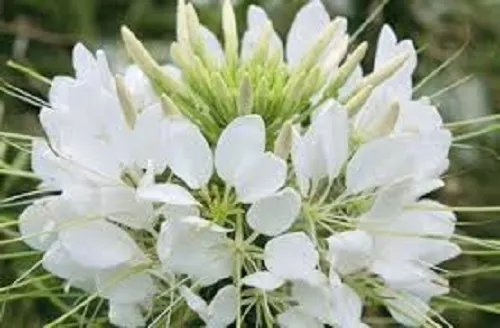 50 Giant White Queen Cleome Flower Re Ing Annual Fresh Seeds for Planting - £14.01 GBP