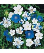 100PCS Old Shoes or Roof Tiles Seeds Blue White Bi-color - $18.16 CAD