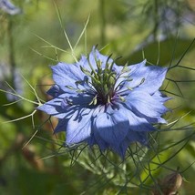 US Seller Black Cumin Seeds Nigella Sativa Packet Of 50 Seeds Fast Shipping - £18.47 GBP