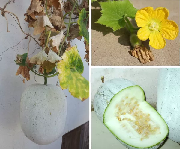 20 Wax Gourd Seeds For Planting Grow White Asian Melons Usa Seller - £14.32 GBP