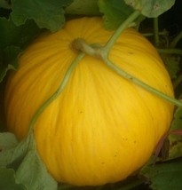 100 Crenshaw Melon Seeds Starts Nursery Garden USA Seeds - £7.73 GBP