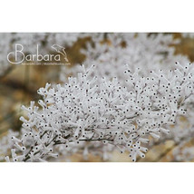 HOT NEW 3 pcs Conospermum incurvum - Plume smokebush Seeds FRESH SEEDS - $5.99