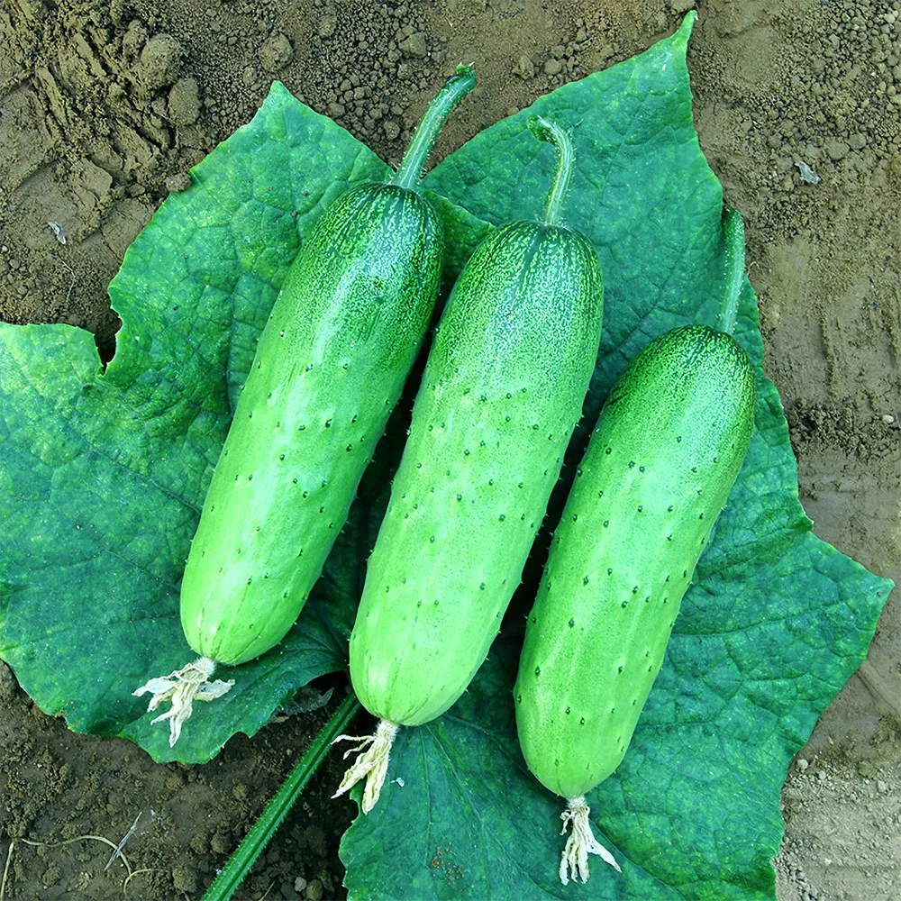 US Seller 60 pcs/bag Compact and Tasty: No-Stake Mini Cucumber Varieties - £7.62 GBP