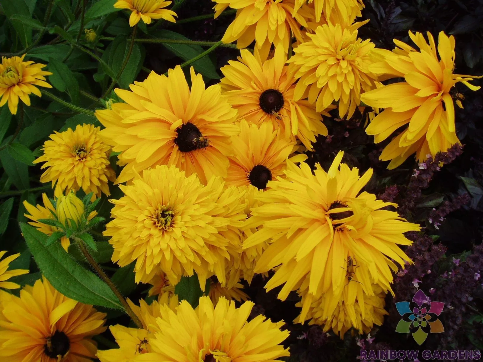 200 Double Golden Gloriosa Rudbeckia Seeds Fast US Shipping - £8.75 GBP