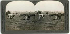 c1900&#39;s Real Photo Keystone Stereoview Argentine&#39;s Famous Cattle on Rang... - $9.49