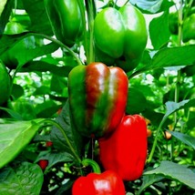 Bloomys 100 Seeds California Wonder Sweet Bell Pepper Seeds Organic Vegetable Ga - £8.16 GBP