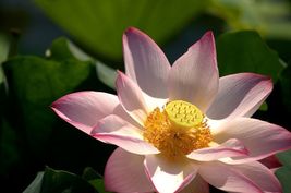 Sacred Lotus Organic 5 Seeds From US - $14.00