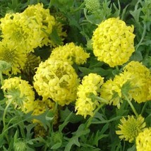 ArfanJaya Gaillardia Pulchellla- Blanket flower- Sundance- Yellow-  50 s... - £6.72 GBP