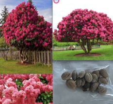 20 SEEDS American Cherry Tree blossom flowering bud rare bloom exotic garden - £5.52 GBP