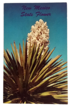 Yucca in Bloom New Mexico State Flower Spanish Bayonet Curt Teich Postcard 1952 - £2.98 GBP