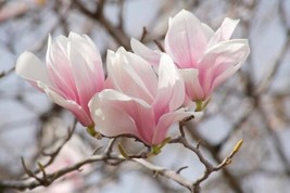 Saucer Magnolia Soulangeana 6-12&quot; in a 2.5&quot; Pot - £32.01 GBP