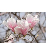 Saucer Magnolia Soulangeana 6-12&quot; in a 2.5&quot; Pot - $54.65 CAD
