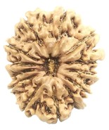 Rare 13 Mukhi Ganesha Rudraksha - 24.58 mm - Nepal - IGL Certified - €151,58 EUR