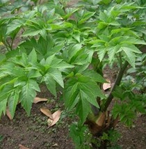 US Seller 40 Ashitaba Plant Seeds New Fresh Seeds - £32.84 GBP