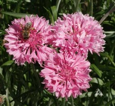 SH Cornflower Bachelor Button TALL PINK Heirloom Flower Bees Love  400 Seeds - £6.36 GBP