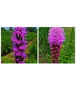 USA Seller 2 Liatris Blazing Star Tall Spiked flowers Wildflower garden ... - £27.72 GBP