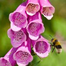 2500 Foxglove Mix Seeds Cut Flowers Wildflower Easy Shade Garden Patio Container - £14.04 GBP