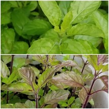 Fresh Seeds Red Krishna Tulsi And Green Ram Tulsi 250 Mg Seeds Of Each Variety - £12.54 GBP