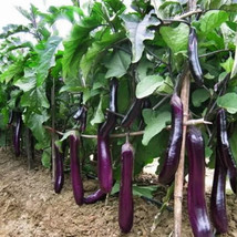 50 Seeds Long Purple Eggplant/Ichiban Japanese Eggplant, Garden Beautiful USA - $5.98