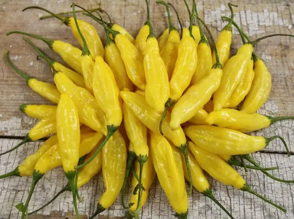 Fresh Pepper Lemon Chile Hot Organic Seeds Heirloom Non Gmo Garden - £6.90 GBP